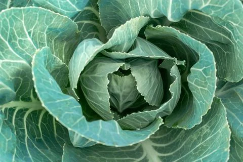 Top view of a head of white cabbage close-up. Gardening. Foto stock