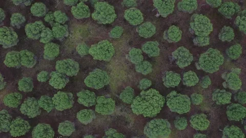 Top view of healthy pine forest highlighting forest care and land management Stock Footage 327462266