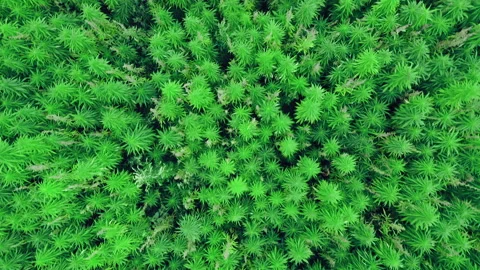Top view of hemp field, drone view. Hemp is renewable raw material. Stock Footage 145730576