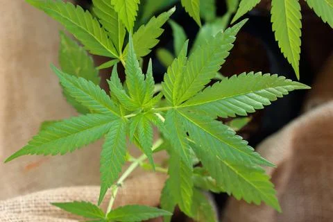 Top view hemp leaf Stock Photos