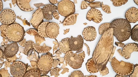 Top view herb QingFengTeng or Sinomenii Caulis or Ovientvine Stem rotating Stock Footage 151301701