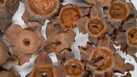 Top view herb ShiDi or Kaki Calyx or Persimmon Calyx and Receptacle rotating Stock Footage 156452163