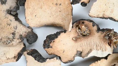 Top view herb ZhuLing or Polyporus or Agaric rotating Stock Footage 158516958