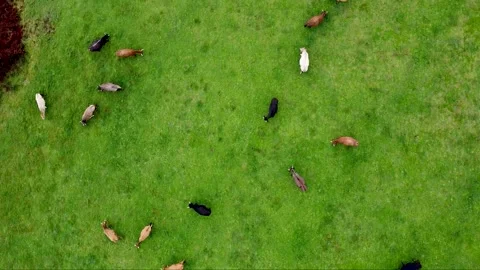 Top view of a herd of cows grazing in green meadows Stock Footage 313273226