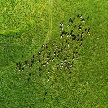 Top view of the herd of cows Stock Photos