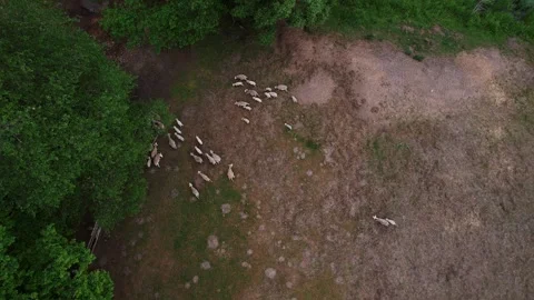 Top view of herd of sheep grazing on a huge fenced farm area. Using our own Vídeo Stock 271686590