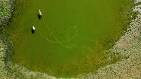 Top view of herons walking on green pond on sunny day in spring. Stock Footage 283428531
