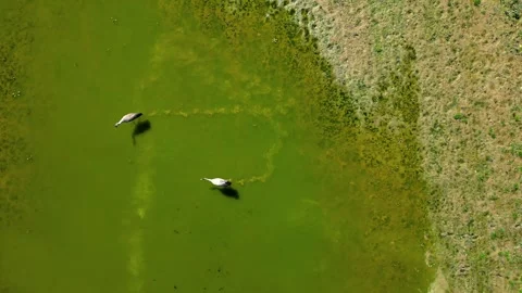Top view of herons walking on the sunlit green pond in spring. Stock Footage 274295265