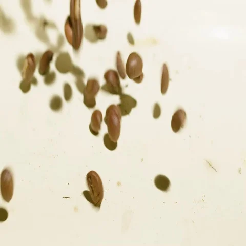 Top view of high quality coffee beans falling Stock Footage 69395659