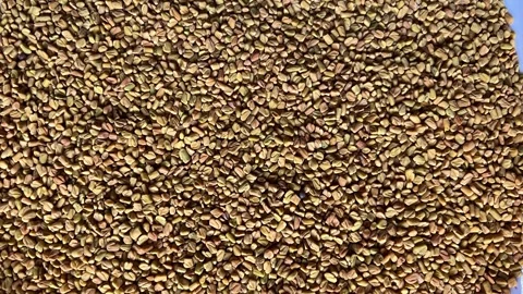 Top view of high-quality dry fenugreek seeds (Methi) on a white square plate 動画素材 328441264