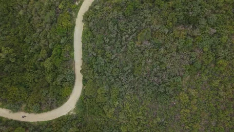 Top View of Hiker on Forest Trail Through Dense Trees Stock Footage 340235103