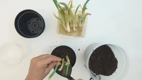 Top view, at home. Hands of old woman planting chives seedlings in a pot. Stock Footage 127360423