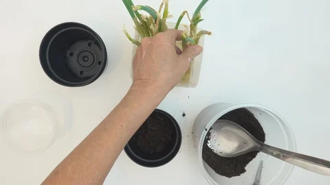 Top view, at home. Hands of old woman planting chives seedlings in a pot. Stock Footage 127361345