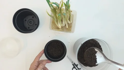 Top view, at home. Hands of old woman planting chives seedlings in a pot. Stock Footage 127361468