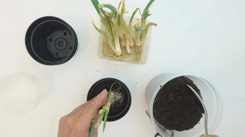 Top view, at home. Hands of old woman planting chives seedlings in a pot. Stock Footage 127361471