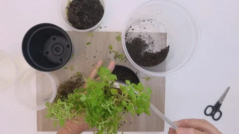 Top view, at home. Hands of old woman planting basil seedlings in a pot. Stock Footage 127400811