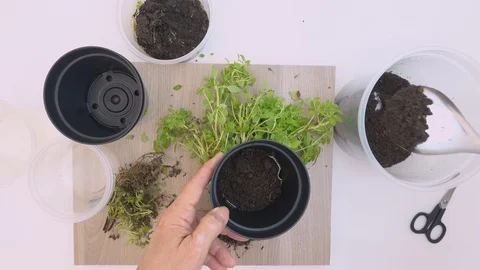 Top view, at home. Hands of old woman planting basil seedlings in a pot. Stock Footage 127400829