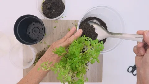 Top view, at home. Hands of old woman planting basil seedlings in a pot. Stock Footage 127400987