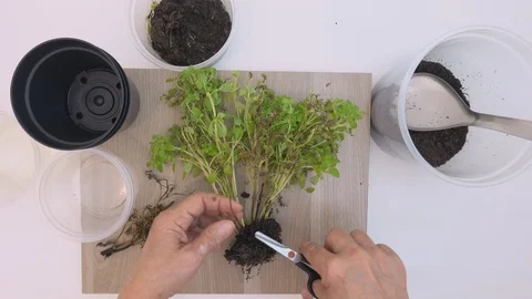 Top view, at home. Hands of old woman planting basil seedlings in a pot. Stock Footage 127402166