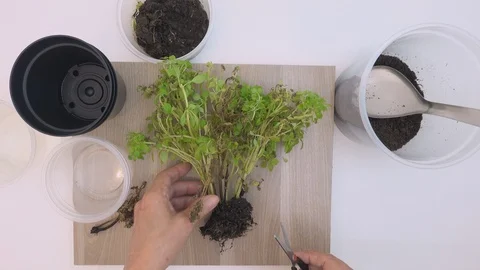 Top view, at home. Hands of old woman planting basil seedlings in a pot. Stock Footage 127402448