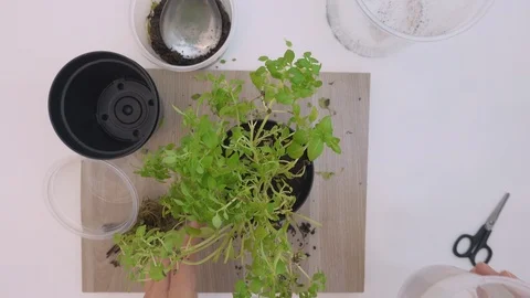 Top view, at home. Hands of old woman planting basil seedlings in a pot. Stock Footage 127417107