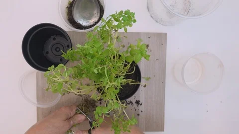 Top view, at home. Hands of old woman planting basil seedlings in a pot. Stock Footage 127417962