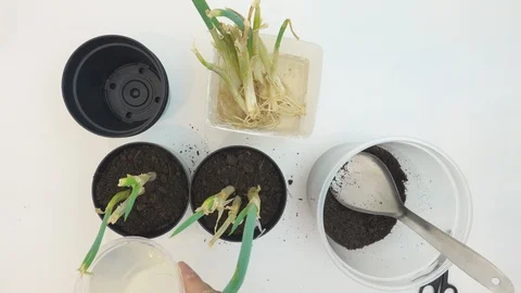 Top view, at home. Hands of old ambidextrous woman watering chives Stock Footage 127474463