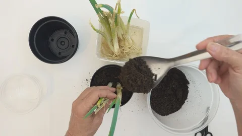 Top view, at home. Hands of old woman planting chives seedlings in a pot. 库存影片 127474846