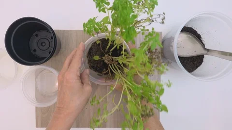 Top view, at home. Hands of old woman planting basil seedlings in a pot. 库存影片 127476126
