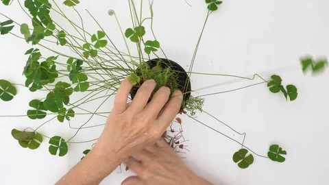 Top view, at home. Old woman hands planting seedlings of four-leaf clover. Stock Footage 127468053