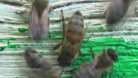 Top view of honey bees returning to their old wooden hive. Stock-Footage 253408046