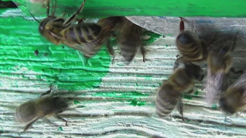 Top view of honey bees returning to their old wooden hive. Stock Footage 254192909
