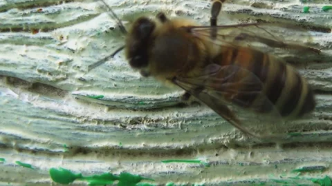 Top view of honey bees returning to their old wooden hive. Stock-Footage 258110204