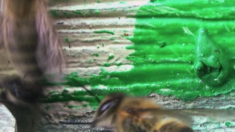 Top view of honey bees returning to their old wooden hive. Stock-Footage 258894516