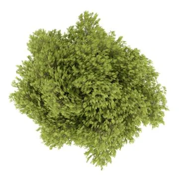 Top view of honey locust tree isolated on white background. 3d illustration Stock Illustration