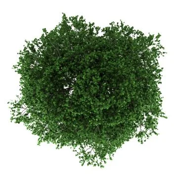 Top view of hornbeam tree isolated on white background Stock Illustration