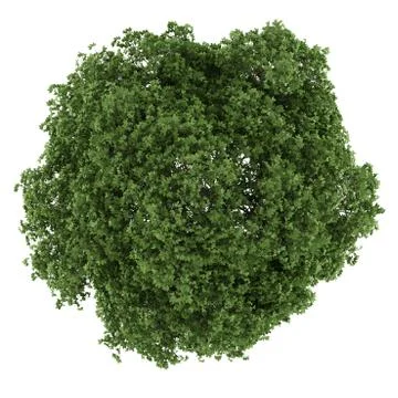 Top view of horse chestnut tree isolated on white background Stock Illustration