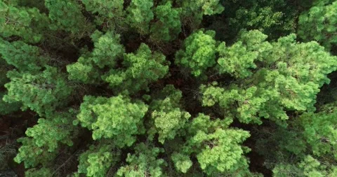 Top view from a hover drone of the treetops in a pine forest Stock-Footage 287201644