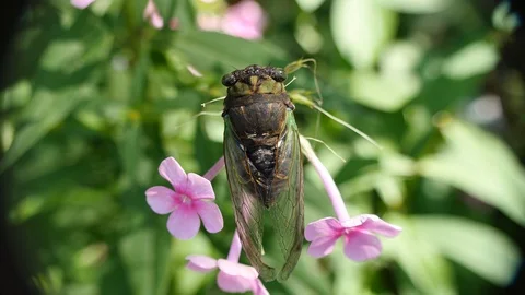 Top view of a huge cicada close-up 4K Stock Footage 94497561