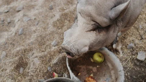 Top view: A huge gray boar eats an apple in a barn Stock Footage 165928821