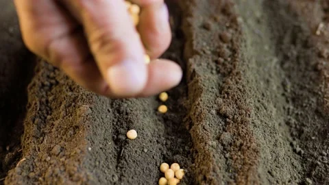 Top view of human hands holding a seed and plating it in the soil. Stock Footage 233540950