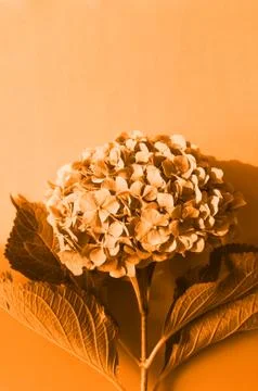 Top view Of Hydrangea background. trendy color. Foto stock
