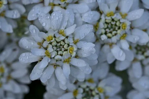 Top view of hydrophobic tiny white candytuft (Iberis) flowers with water drops Stock Photos