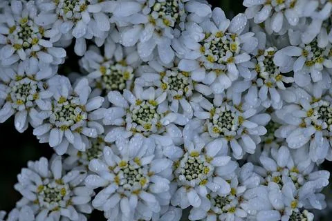 Top view of hydrophobic tiny white candytuft (Iberis) flowers with water drops Stock Photos