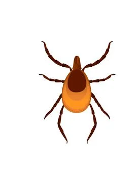 Top view illustration on bed bug cartoon bloodsucking insect design vector Stock Illustration