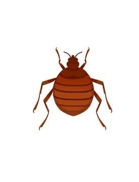 Top view illustration on bed bug cartoon bloodsucking insect design vector Stock Illustration