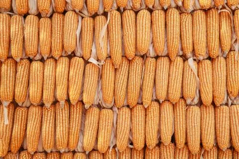 Top view image of dry corn using for background Stock Photos