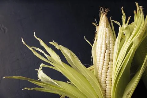 Top View Image of raw white corn on the cob on black rustic surface. copy spa Foto stock