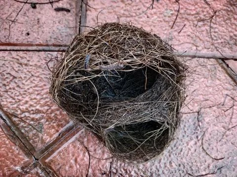 Top view of incredible engineering of bird nest after rain Stock Photos