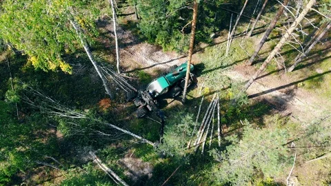 Top view of the industrial vehicle chopping felled pines Stock Footage 115126953